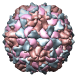 Poliovirus Type 1 (Mahoney Strain) at -170c, 1asj