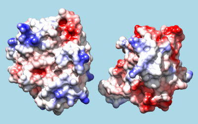 trypsin and inhibitor colored by Coulombic ESP