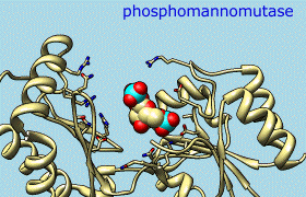 phosphomannomutase morphing animation