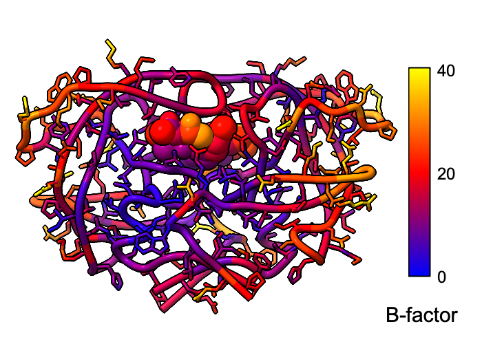 HIV-1 protease B-factor coloring