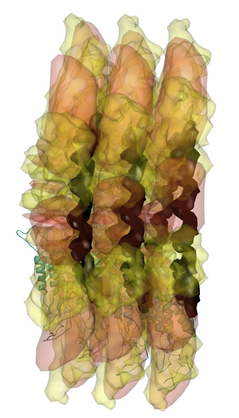 Ribgrass mosaic virus edge view